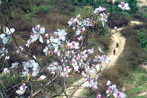 VP. Rực rỡ sắc Hoa Ban